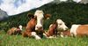 В Кыргызстане только 2% поголовья скота является породистым