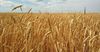 В Кыргызстане снизились посевы пшеницы и сахарной свеклы