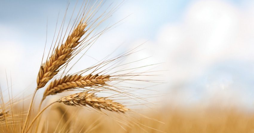 Россия вышла на первое место в мире по экспорту пшеницы