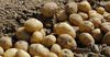 Посевы картофеля в КР составили всего 6% от всех сельхозкультур