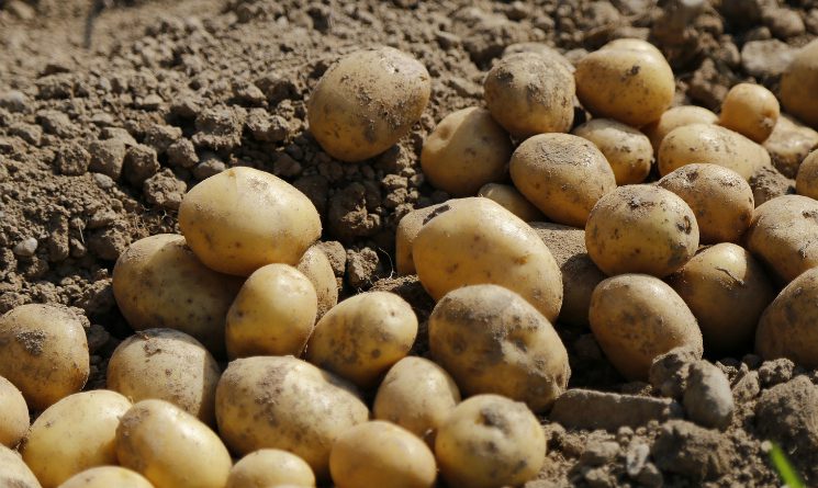 Картошканын түшүмү бардык айыл чарба өсүмдүктөрүнүн 6%ын гана түздү