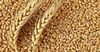 Семена озимой пшеницы из Узбекистана можно будет получить в кредит
