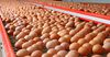 В КР производство яиц выросло на 7.7%