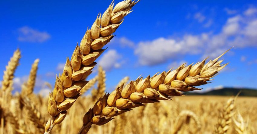 В Кыргызстане пшеницей засеяли почти на 10 тысяч гектаров меньше