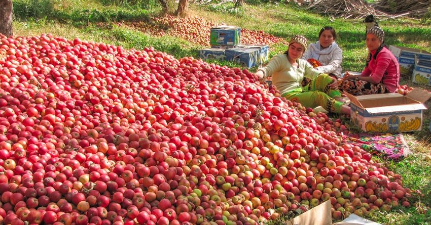 Всемирный банк: Экспорт фруктов из ЦА ускорит темпы роста экономики