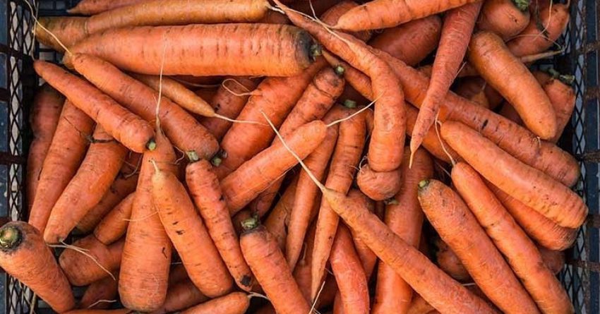 Правоохранительные органы КР расследуют факт завышения цен на морковь в июне