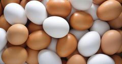 Кыргызстан в январе импортировал 4.5 млн куриных яиц