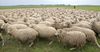 ГФ намерен увеличить поголовье овец в КР на 17.5% за три года