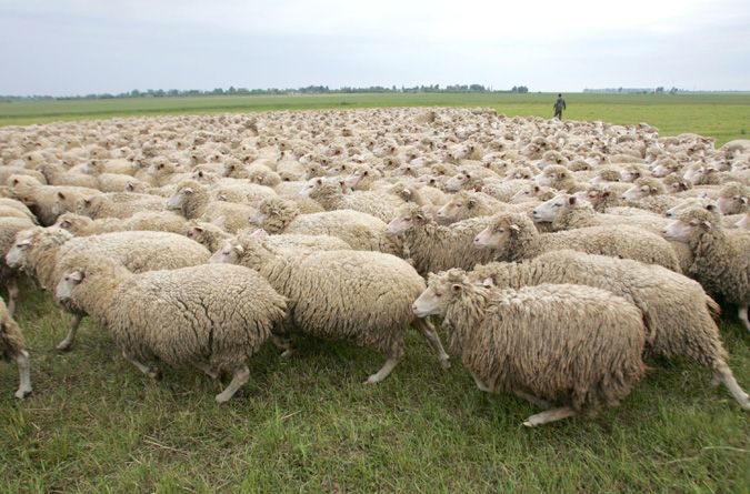 ГФ намерен увеличить поголовье овец в КР на 17.5% за три года
