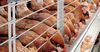 Запуск птицефабрики в Балыкчы покроет потребность КР в курином мясе