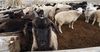 Садыр Жапаров указом запретил кыргызстанцам забивать скот на похоронах