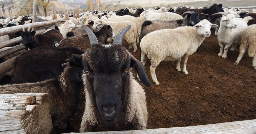 Садыр Жапаров указом запретил кыргызстанцам забивать скот на похоронах