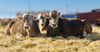 В Кыргызстане поголовье скота выросло на 2.5%