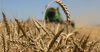В КР намерены импортировать пшеницу из России