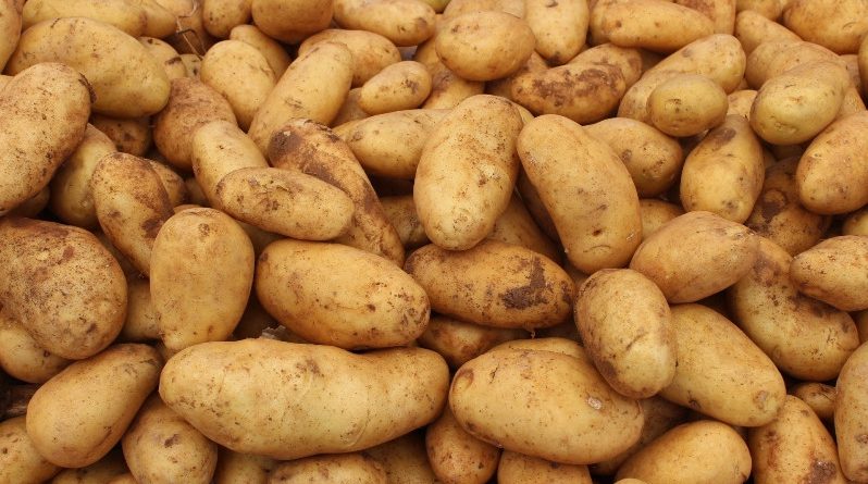 Производство картофеля сократилось на 5%