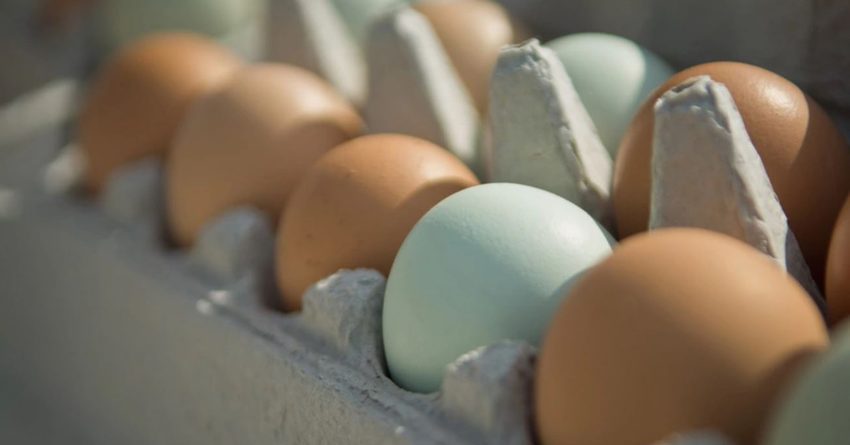 В КР одни из самых высоких цен на куриные яйца