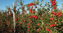 Минсельхоз ищет инвестора для создания плодово-ягодного питомника