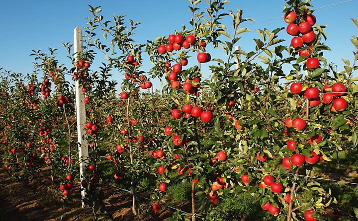 Минсельхоз ищет инвестора для создания плодово-ягодного питомника