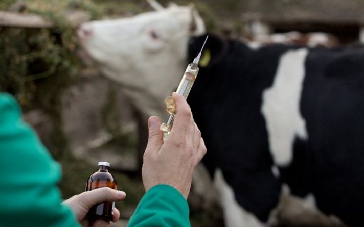 В Кыргызстане началась вакцинация скота