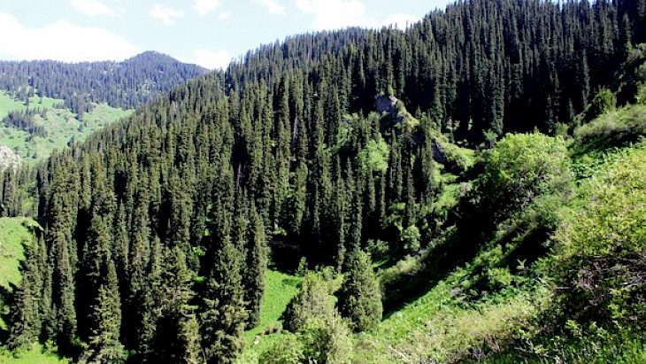 Госагентству лесного хозяйства выделили почти 100 млн сомов на охрану лесов