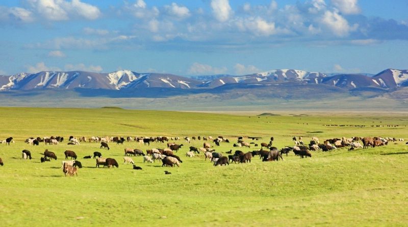 Минсельхоз сообщил о потерях скота во время вторжения Таджикистана