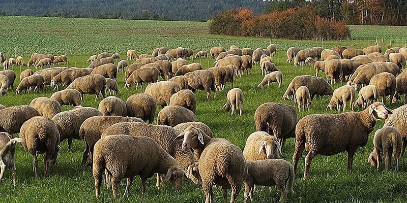 Поголовье овец увеличится в 2021 году на 1.8% — ЕЭК