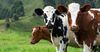 Более 77% кредитов по «ФСХ-11» взяли для животноводства