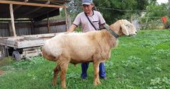 В КР зарегистрировали новую породу овец