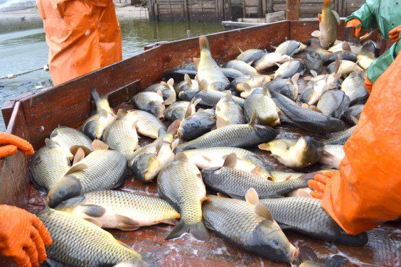 В КР появились новые возможности для развития рыбного хозяйства
