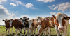 За три месяца КР экспортировала 28.3 тысячи голов крупного рогатого скота