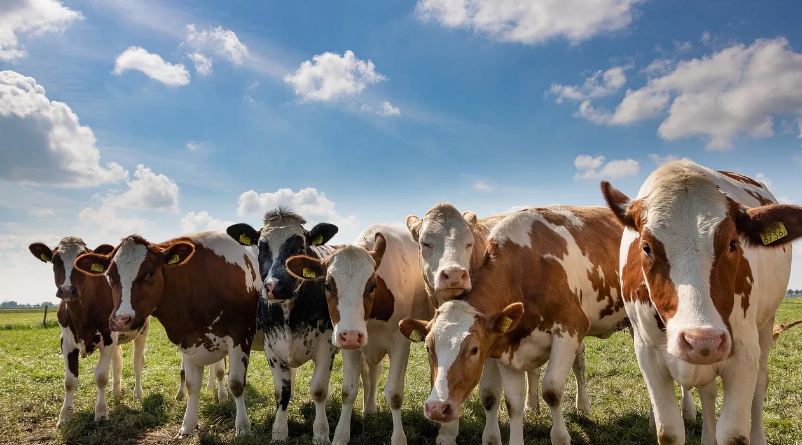 За три месяца КР экспортировала 28.3 тысячи голов крупного рогатого скота