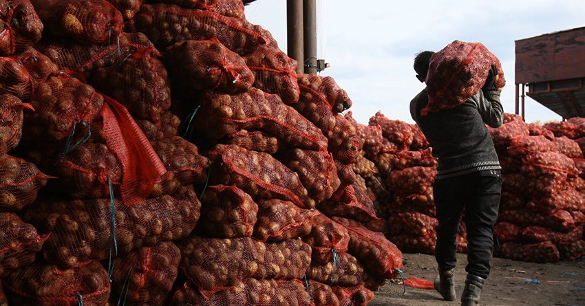 Жыл башынан бери Кыргызстандан 120,2 миң тонна картошка экспорттолгон