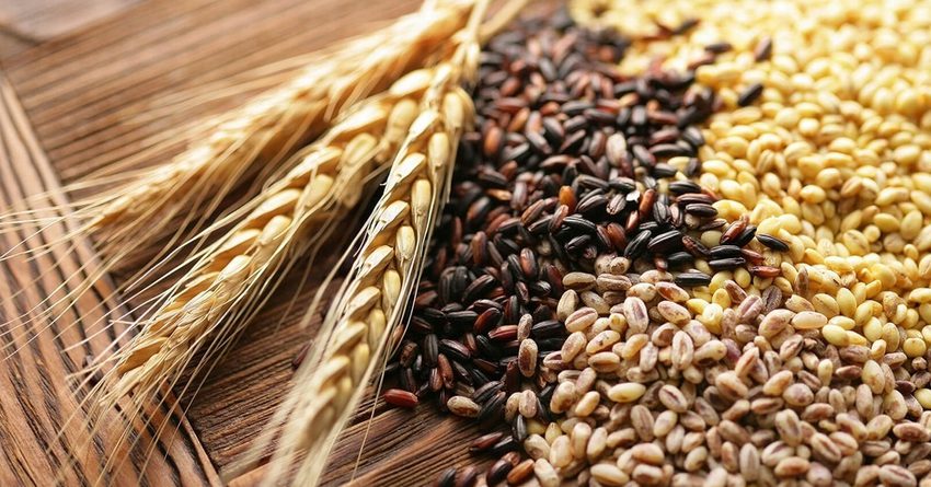 В Кыргызстане зерновые культуры будут засеяны на 667.7 тысячи гектаров