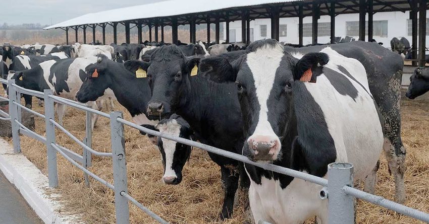 РКФР профинансирует строительство молочной фермы в Нарынской области