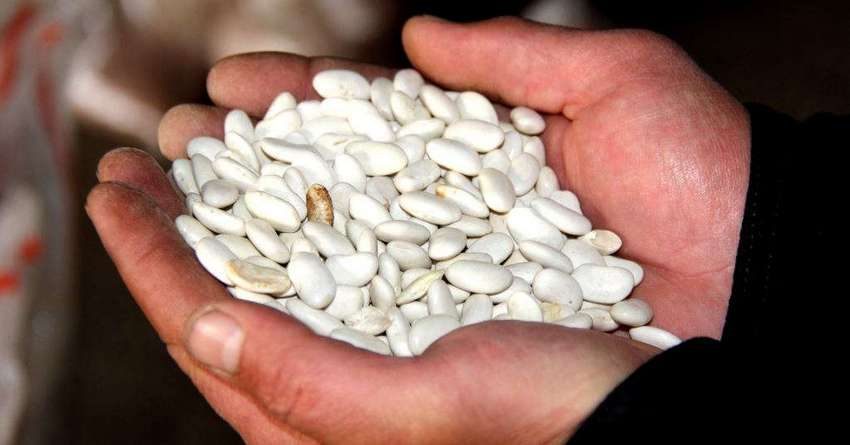 В Таласе реализуют проект по реабилитации семян фасоли. Профинансировал его фонд «Бакубат Талас»
