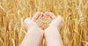 В КР установили закупочные цены на пшеницу