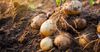 Фермеры Иссык-Кульской области не могут продать картофель