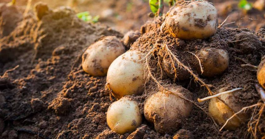 Фермеры Иссык-Кульской области не могут продать картофель