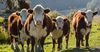 Кыргызстан нарастил производство мяса в живом весе