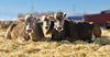 Впервые за 30 лет в Кыргызстан доставили уникальную породу крупного рогатого скота