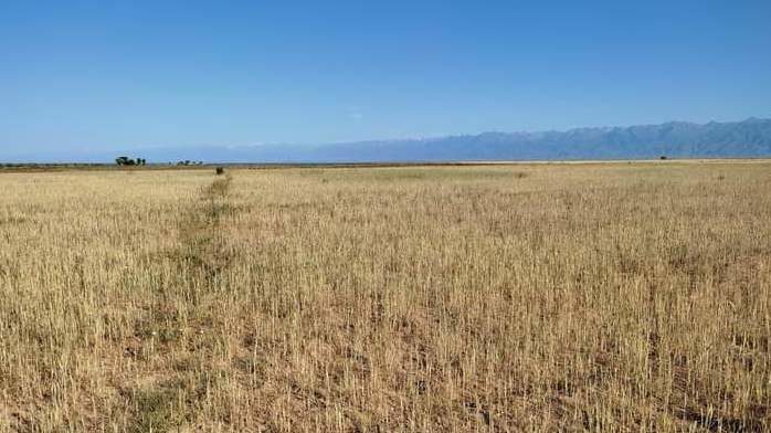 В 2022 году в Кыргызстане погибло 2.5 тысячи га зерновых. Названы причины
