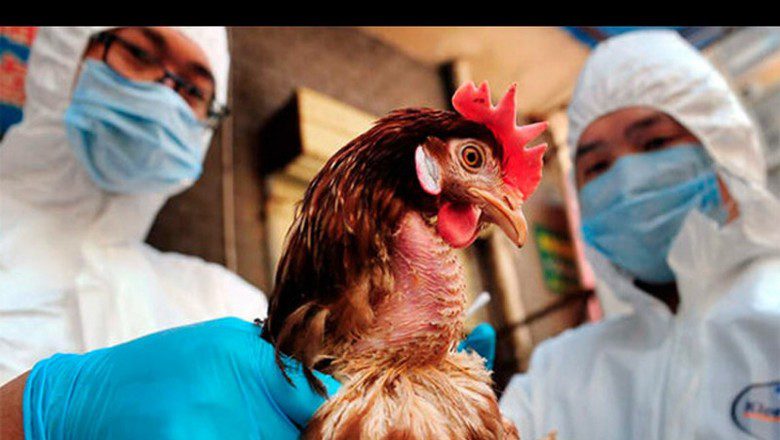 В Казахстане от птичьего гриппа погибло более 41 тысячи голов