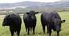 ГФ предлагает финансировать разведение породистых быков