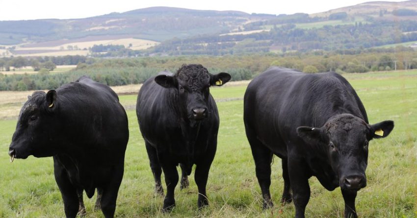 ГФ предлагает финансировать разведение породистых быков