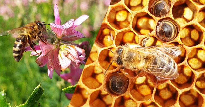 В КР обсудили перспективы пчеловодства