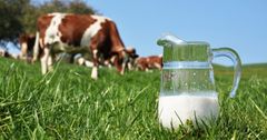 Президент одобрил получение $5 млн у МАР на улучшение производительности молочного сектора