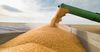 Мукомолы КР ждут поступления из России до 40 тысяч тонн зерна