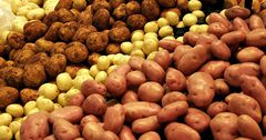 Производство картофеля сократилось на 4.8%