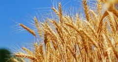 Цены на пшеницу за год повысились на 40%