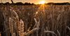 Мировые цены на пшеницу выросли на 1.6%